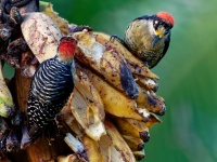 Datel cernolici - Melanerpes pucherani - Black-cheeked Woodpecker o4811